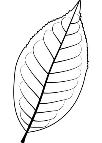 Bird Cherry Leaf Coloring Page